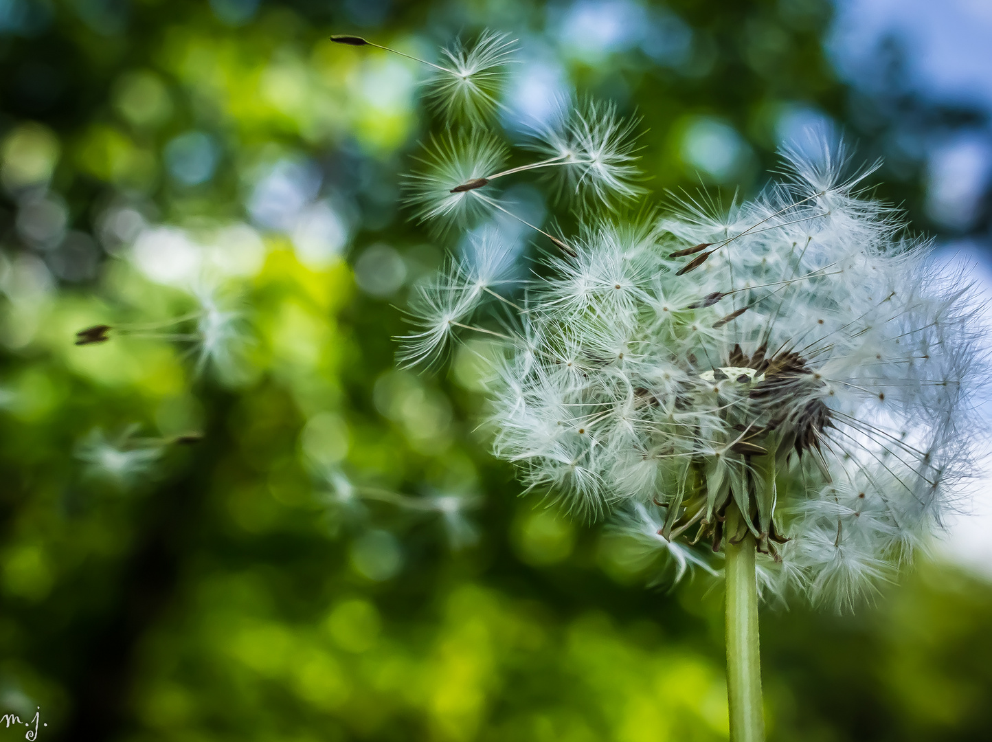 noch eine Pusteblume