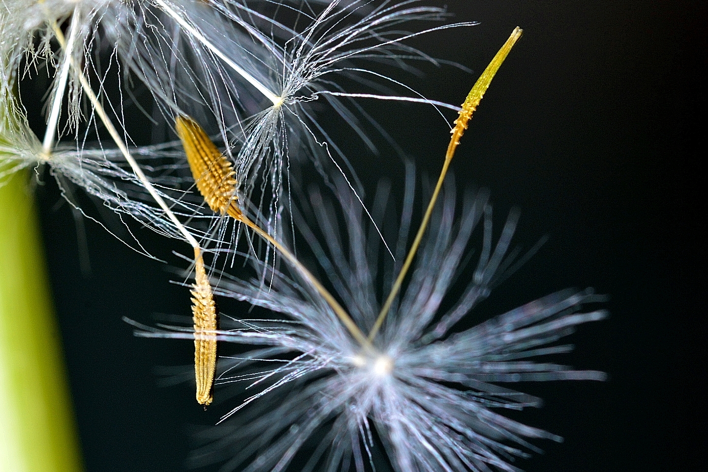 Noch eine Pusteblume...