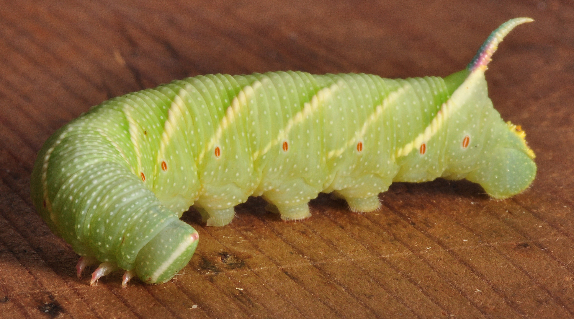Raupen Im Garten / Grune Raupe Diese Falter Und