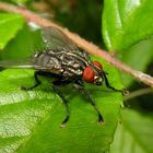 Noch eine Raupenfliege (Tachinide) (?) aus dem Garten in Düsseldorf, 11.6.2012