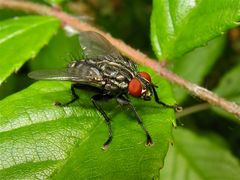 Noch eine Raupenfliege (Tachinide) (?) aus dem Garten in Düsseldorf, 11.6.2012