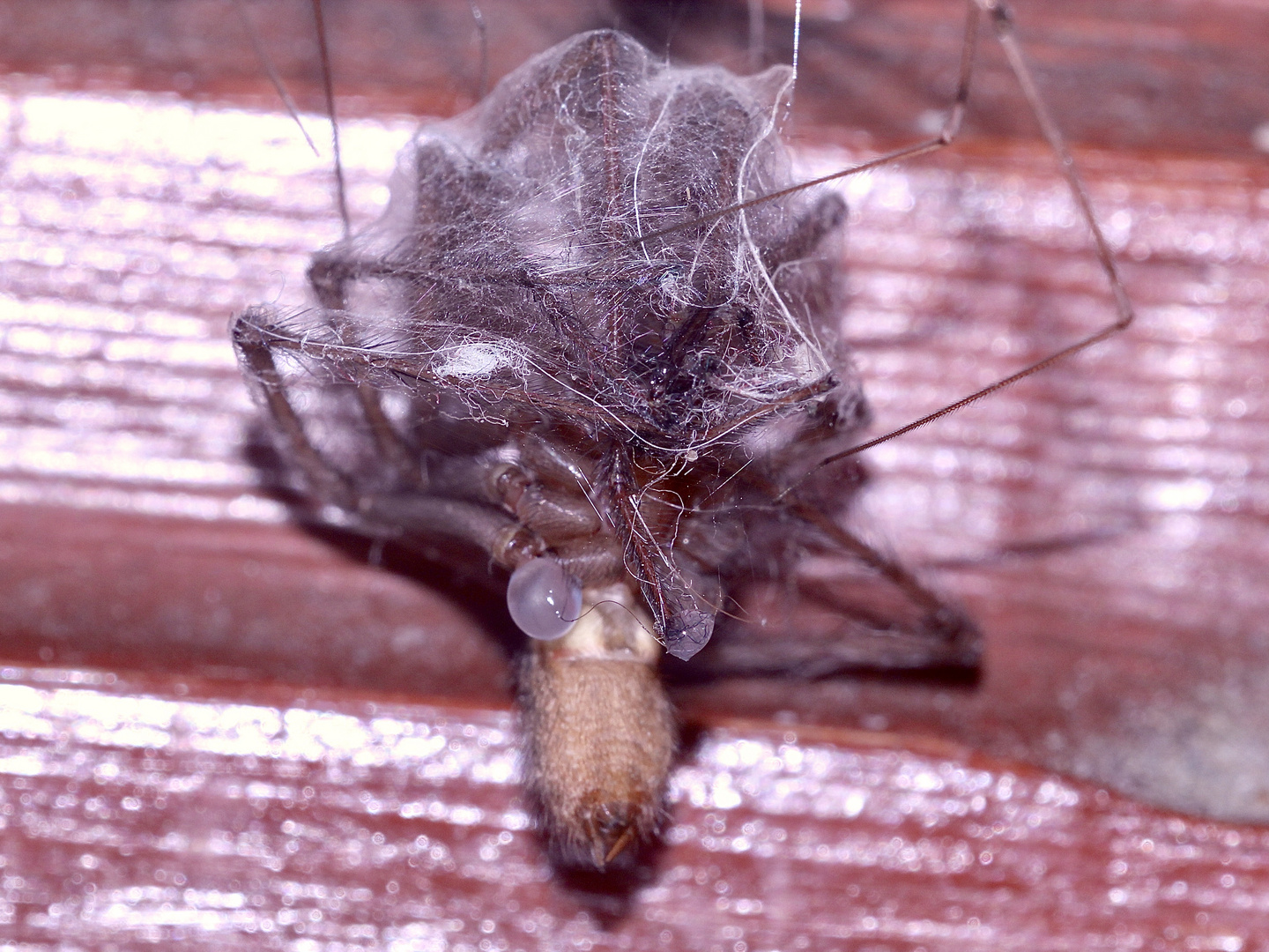 Noch eine Riesen-Beute der Zitterspinne (Pholcus phalangioides): ...