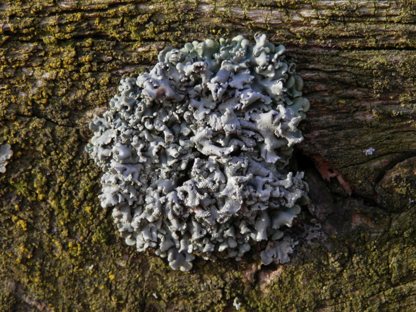 Noch eine Röhrige Blasenflechte (Hypogymnia tubulosa) auf verwittertem Weidenzaun