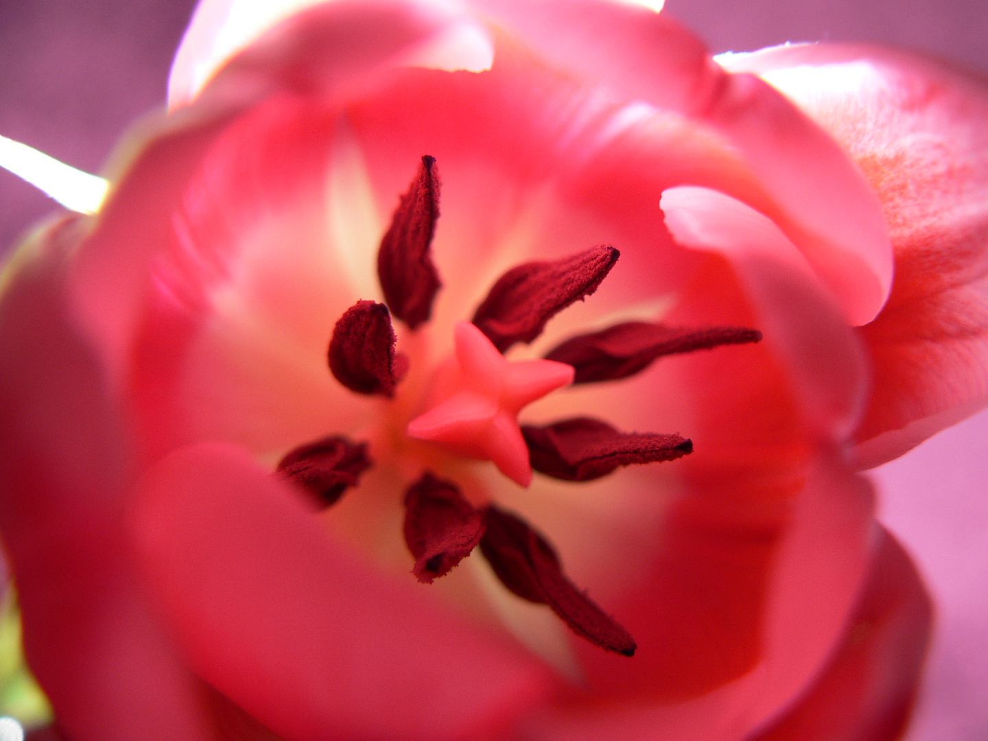 & noch eine rosa Tulpe. ;)
