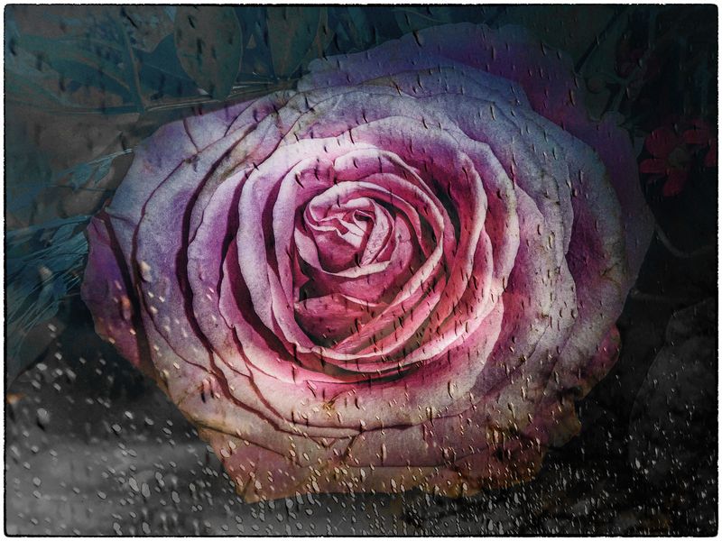 NOCH EINE ROSE.....