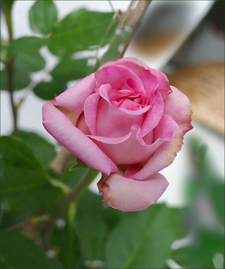 Noch eine Rose aus meinemGarten 2019 