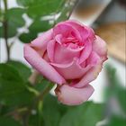 Noch eine Rose aus meinemGarten 2019 