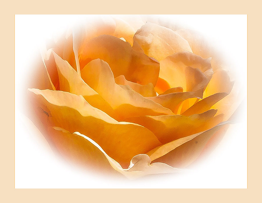 Noch eine Rose - diesmal in apricot