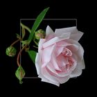 Noch eine Rose # Una rosa más