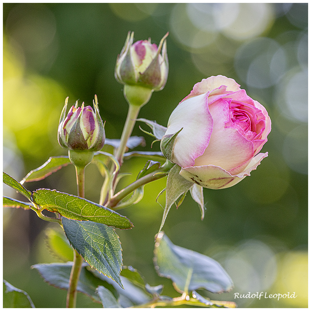 Noch eine Rosenschönheit