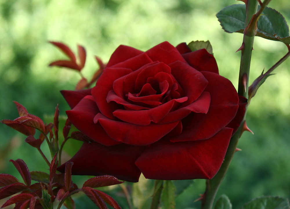 Noch eine rote Rose aus dem Rosarium am Donaukanal
