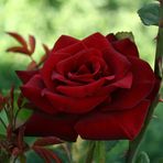 Noch eine rote Rose aus dem Rosarium am Donaukanal