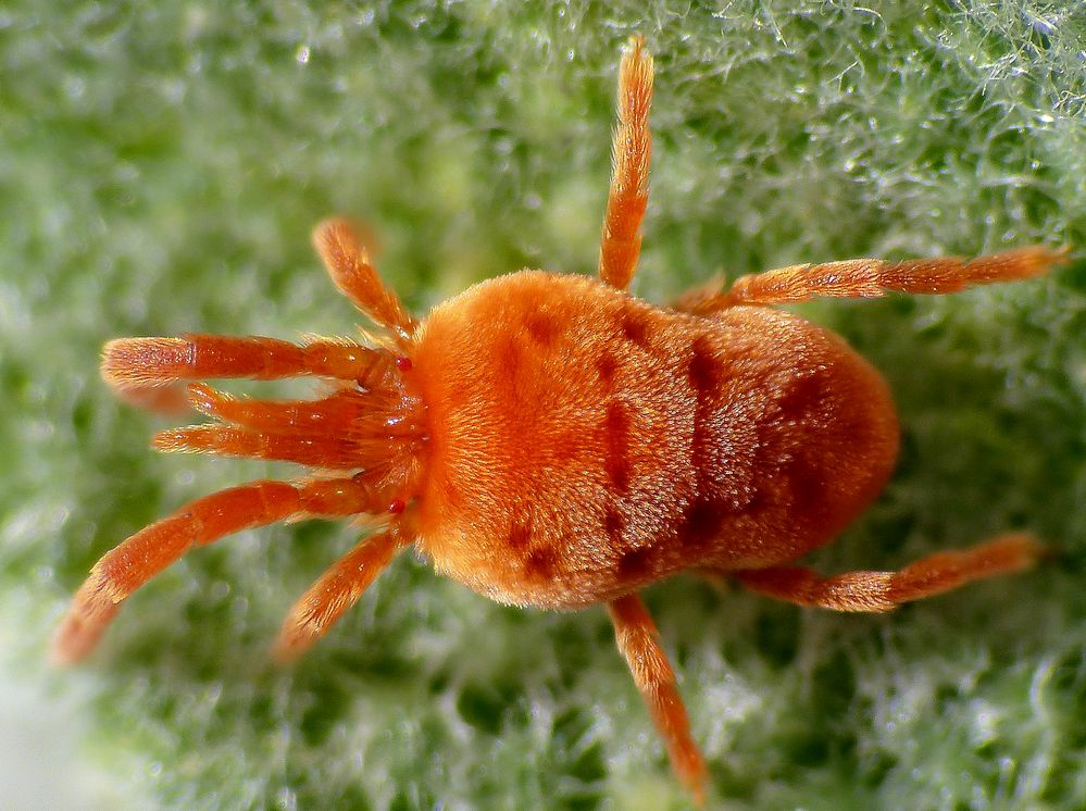 Noch eine Rote Samtmilbe (Trombidium holosericeum) - Supermakro