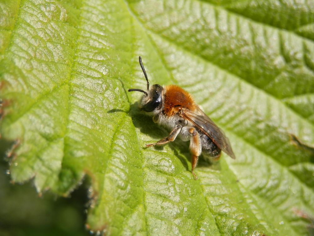 Noch eine Rotschopfige Sandbiene (Andrena haemorrhoa)