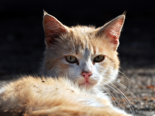 Noch eine Sardinien-Katze