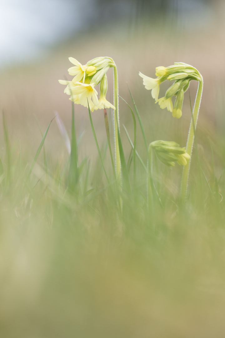 Noch eine Schlüsselblume