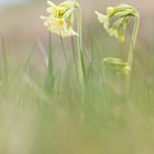 Noch eine Schlüsselblume