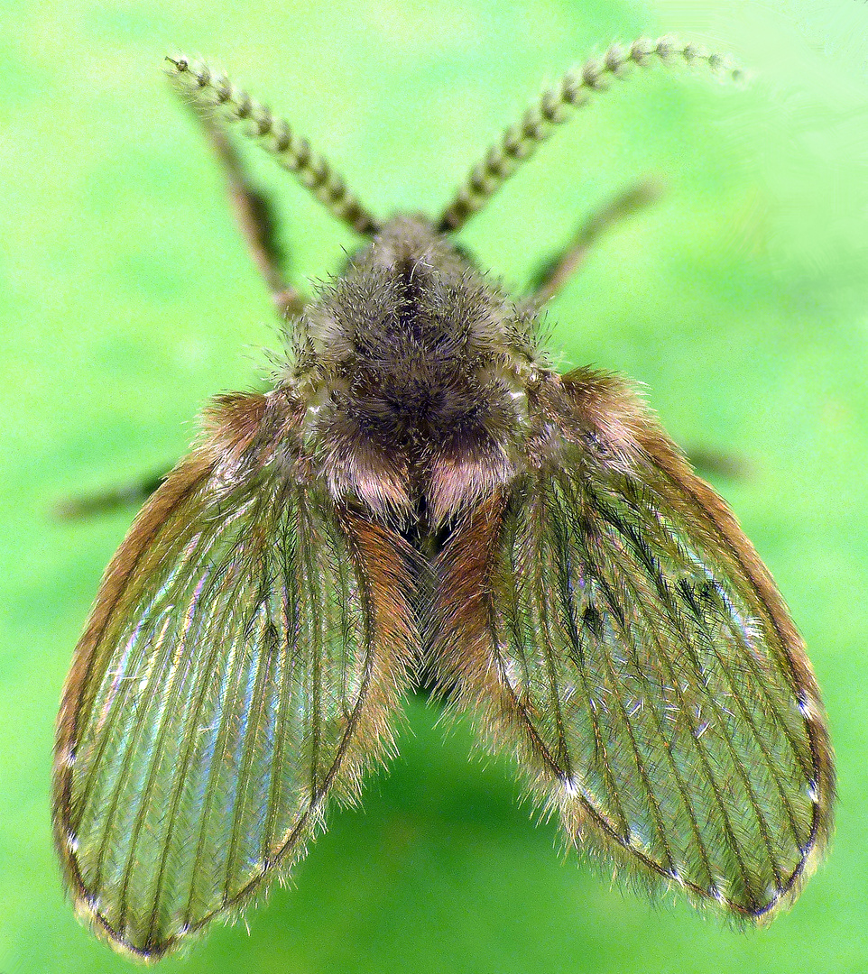 Noch eine Schmetterlingsmücke - Clogmia albipunctata ???