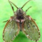 Noch eine Schmetterlingsmücke - Clogmia albipunctata ???