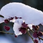 Noch eine Schneemütze