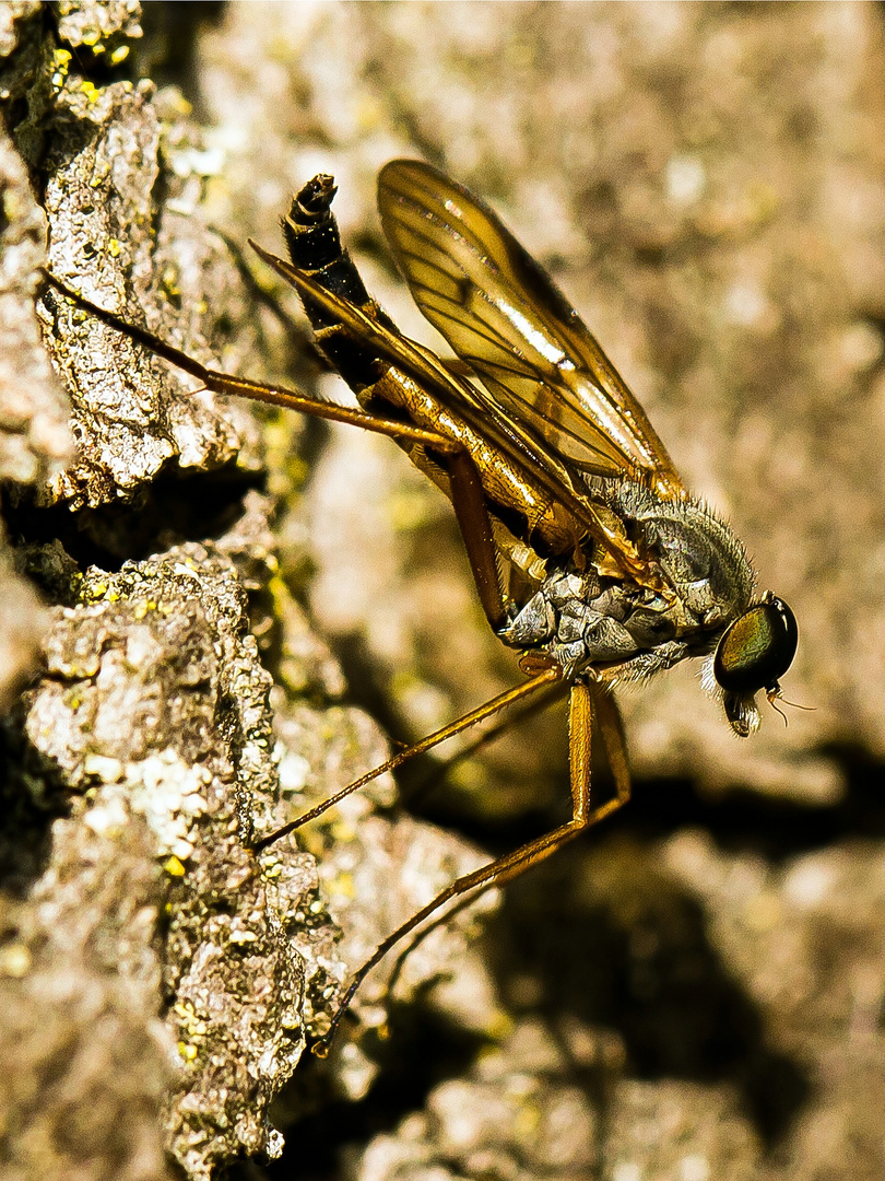 Noch eine Schnepfenfliege