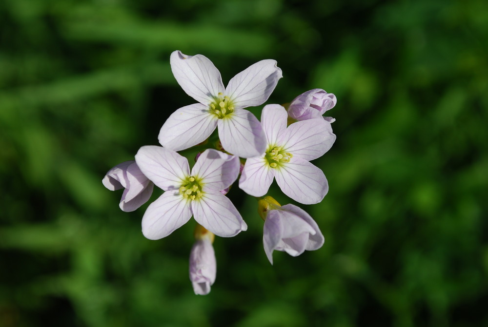 noch eine schöne Blume