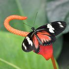 Noch eine Schönheit aus der Biosphäre Potsdam