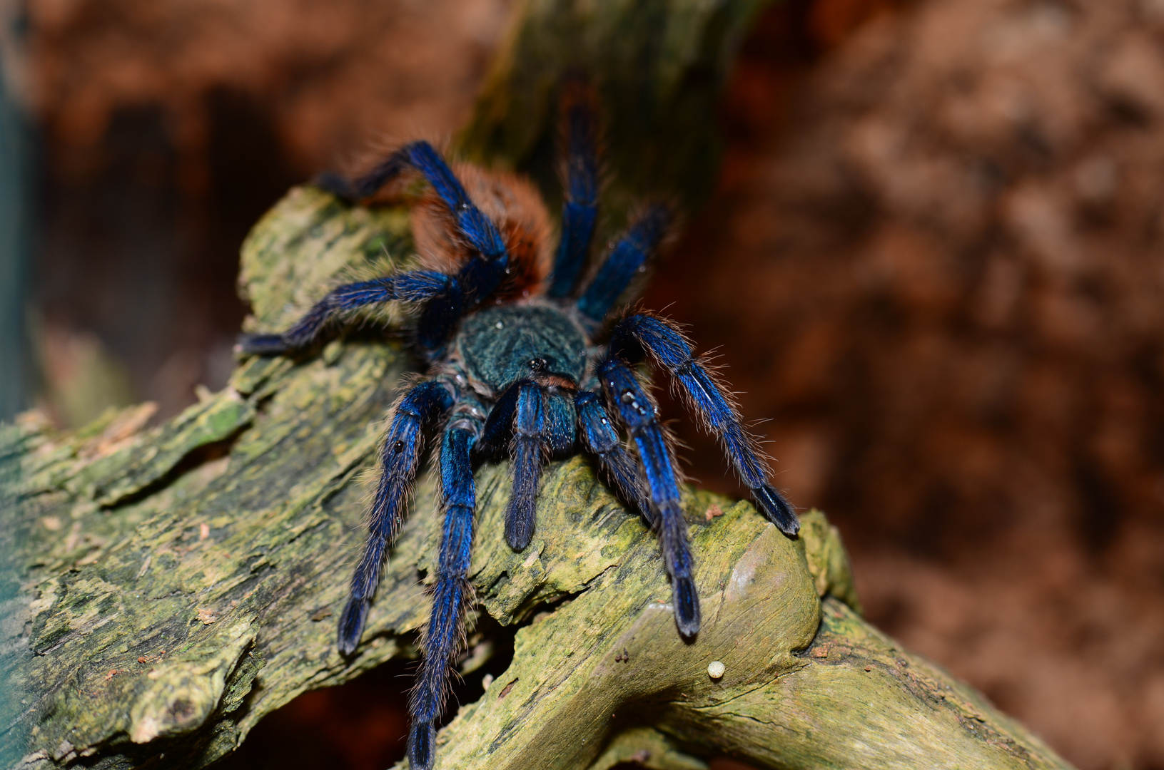 noch eine Schönheit (Chromatopelma cyaneopubescens) 4cm