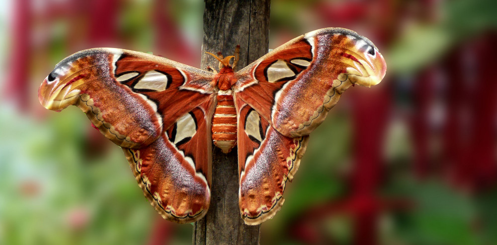 noch eine Schönheit- Schmetterlilng III - Atlasfalter -