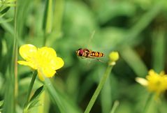 Noch eine Schwebfliege