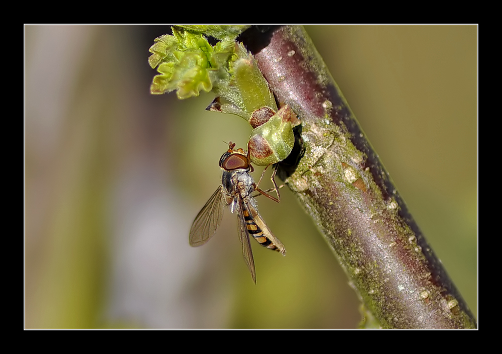 Noch eine Schwebfliege