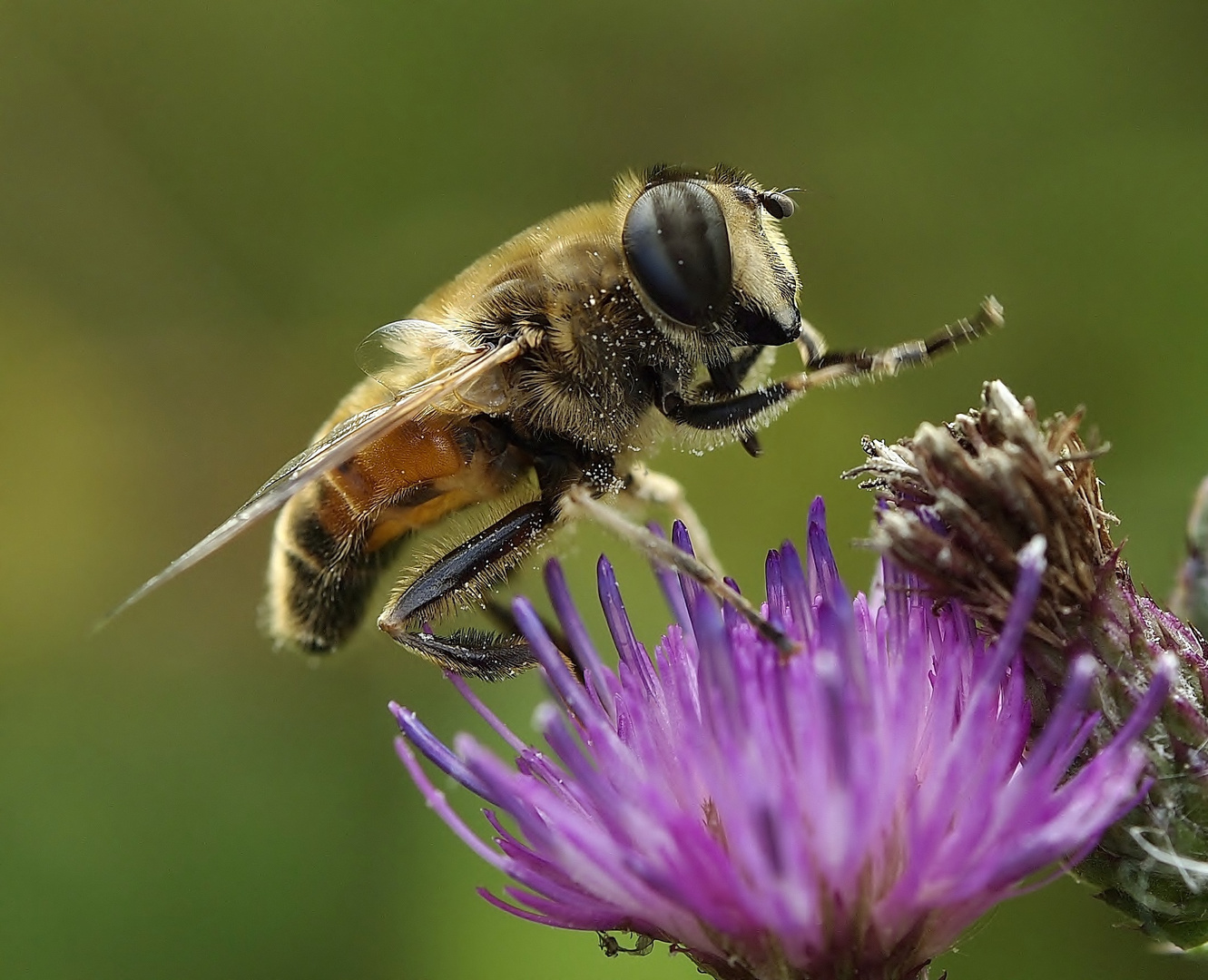 Noch eine Schwebfliege aus wärmeren Tagen !