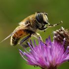 Noch eine Schwebfliege aus wärmeren Tagen !