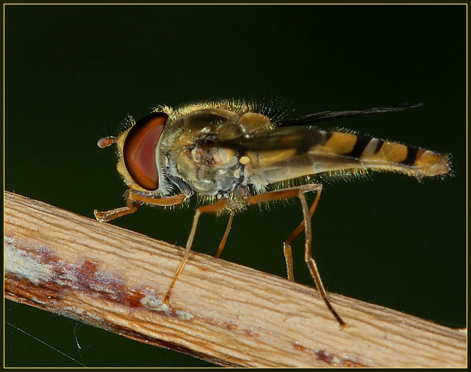 Noch eine Schwebfliege