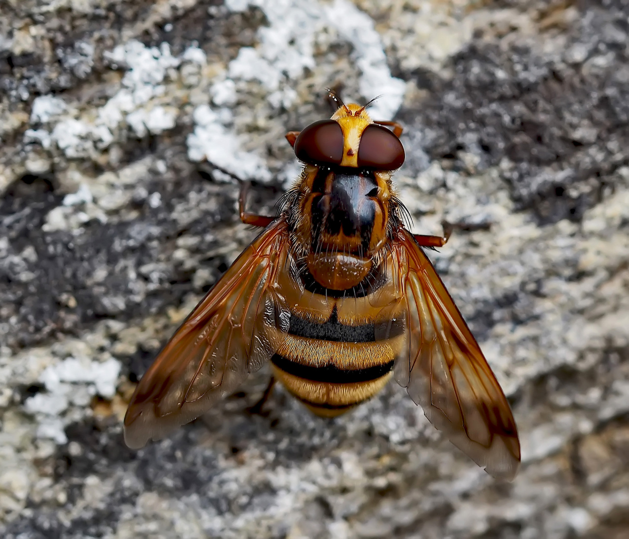 Noch eine sehenswerte Schwebfliege, die Gebänderte Waldschwebfliege (Volucella inanis) *