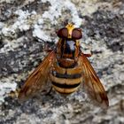 Noch eine sehenswerte Schwebfliege, die Gebänderte Waldschwebfliege (Volucella inanis) *