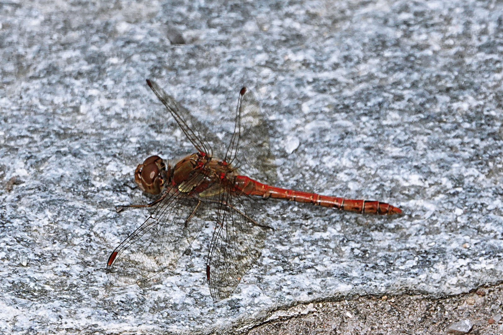 noch eine September-Libelle