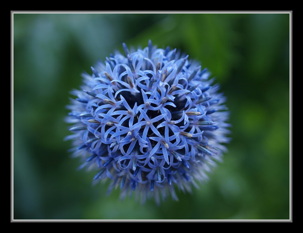 noch eine Silberdistel