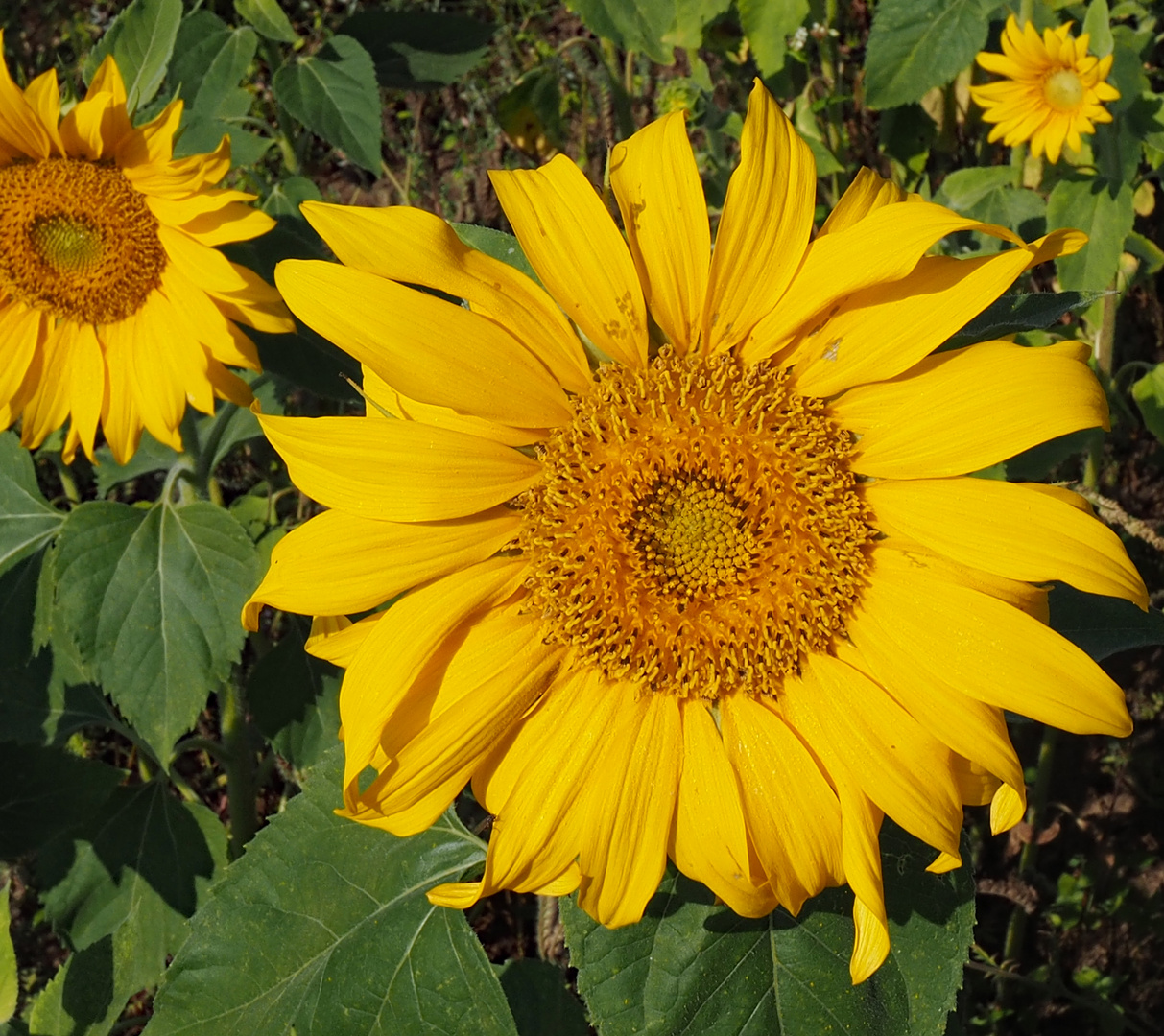 Noch eine Sonnenblume