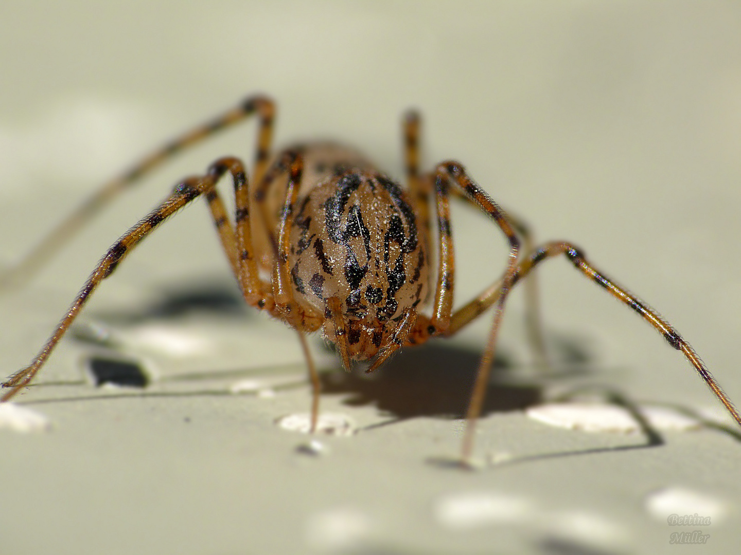 Noch eine Speispinne (Scytodes thoracica)