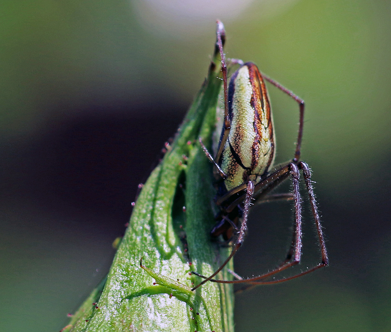 Noch eine Spinne ...