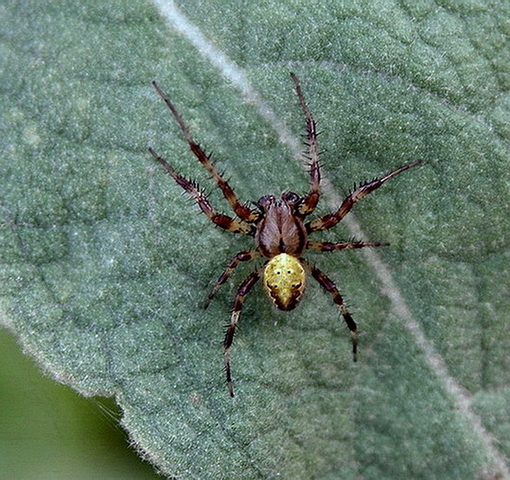 Noch eine Spinne