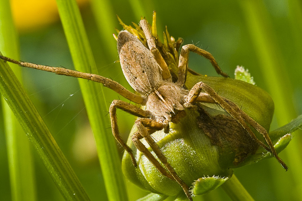 Noch eine Spinne