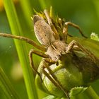 Noch eine Spinne