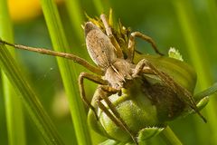 Noch eine Spinne