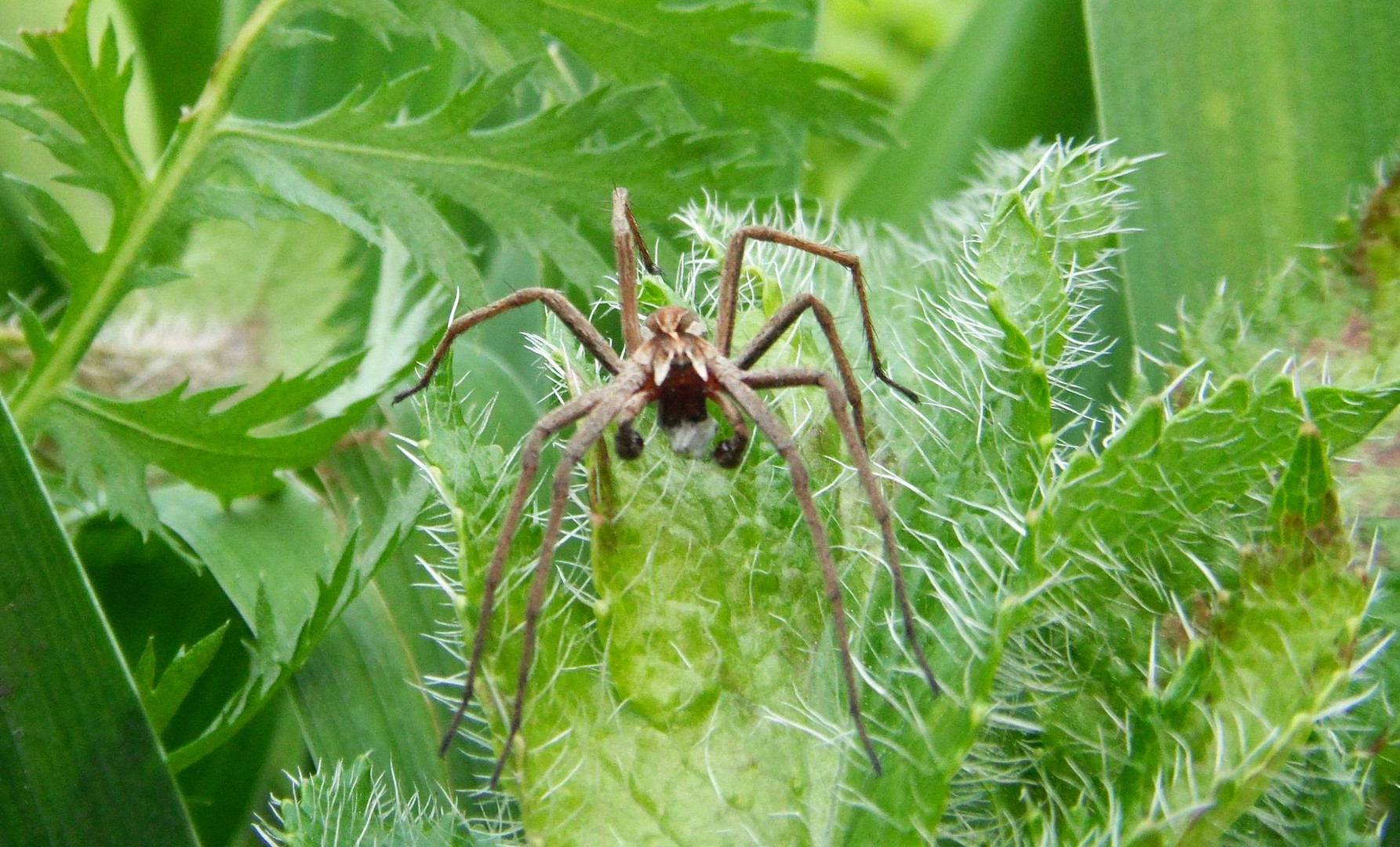 noch eine Spinne