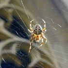 Noch eine Spinne... oder "Baumeister" ohne Ausbildung