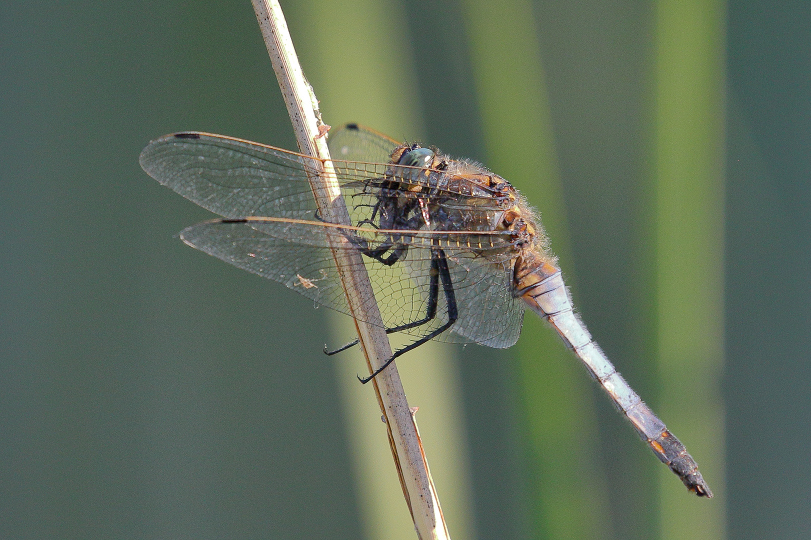 Noch eine Spitzenfleck-Libelle, oder doch Plattbauch?