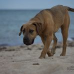 ...noch eine Strandbegegnung...