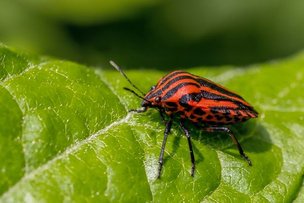 Noch eine Streifenwanze
